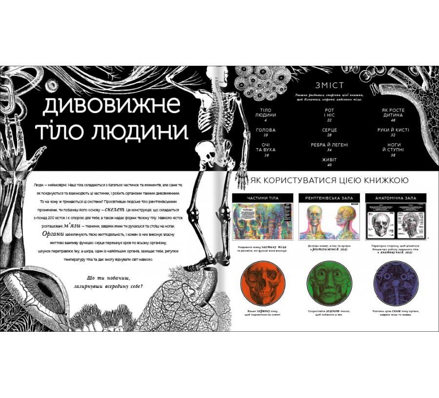 Книга Прихований світ людського тіла - Фото 4